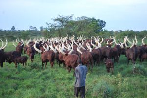 A Muraaro grazing cattle in Northern Uganda