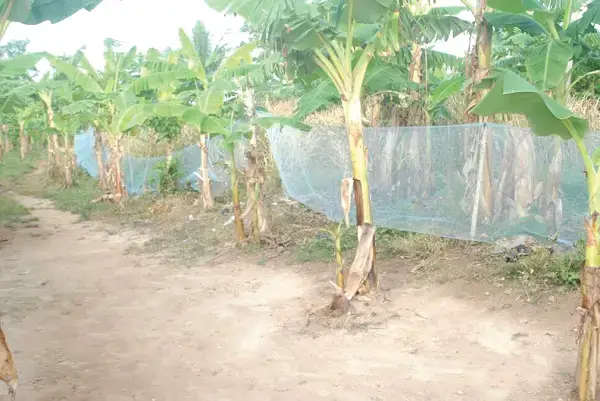 Government mosquito nets used to fence a garden