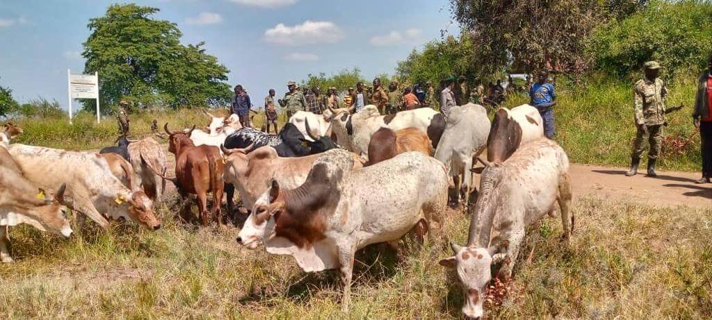 Joint Security Forces Recover 23 Heads of Cattle from Turkana Pastoralists